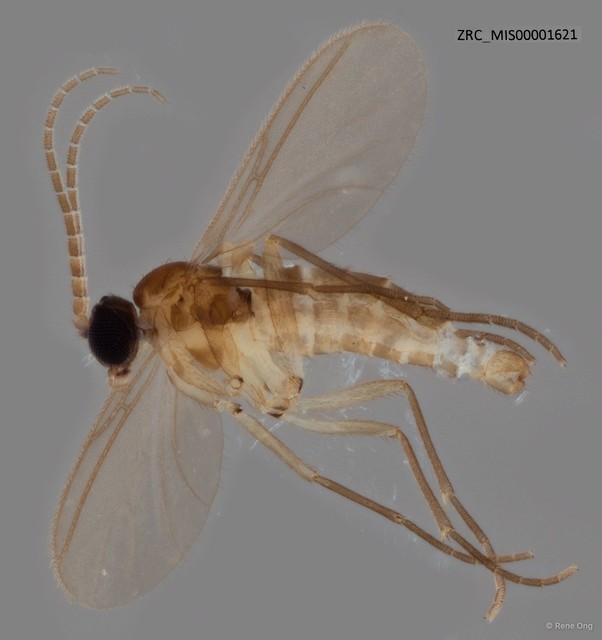 Sciaridae sp. "ZRC_MIS00001621" • © Rene Ong • All Rights Reserved