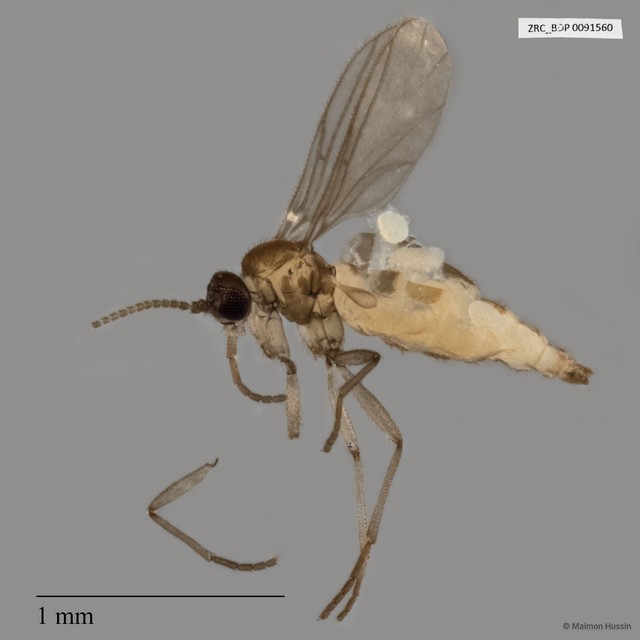 Sciaridae sp. "ZRCBDP0017620" • © Maimon Hussin • All Rights Reserved