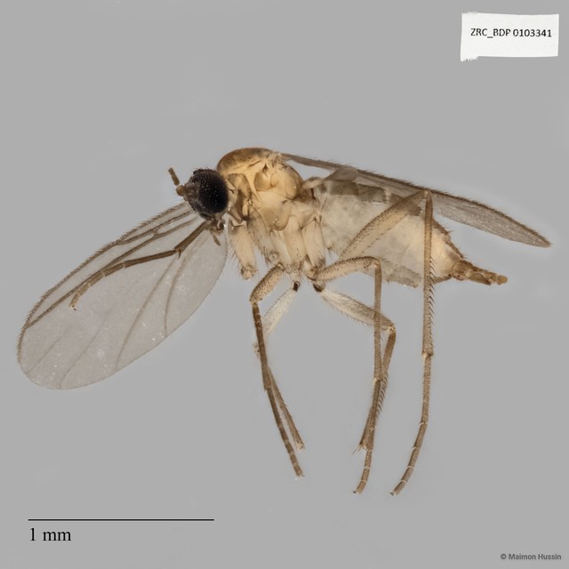 Sciaridae sp. "ZRCBDP0017623" • © Maimon Hussin • All Rights Reserved