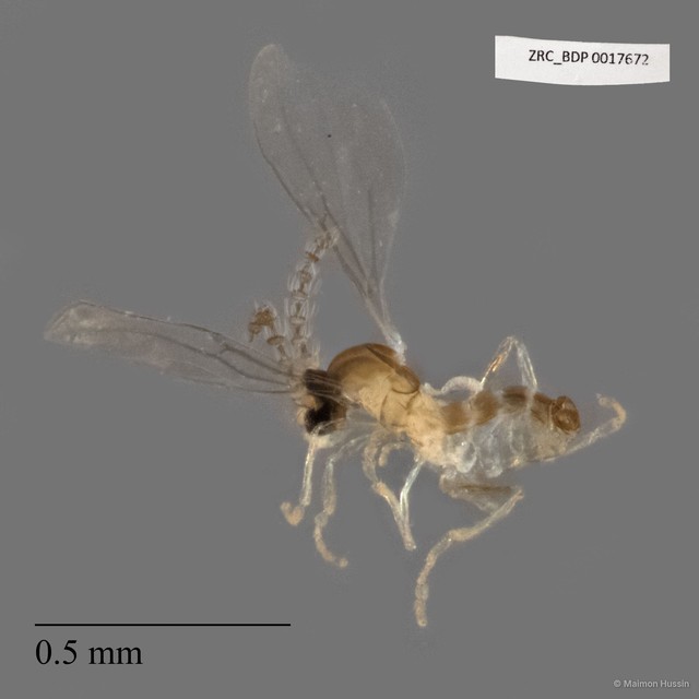 Sciaridae sp. "ZRCBDP0017672" • © Maimon Hussin • All Rights Reserved