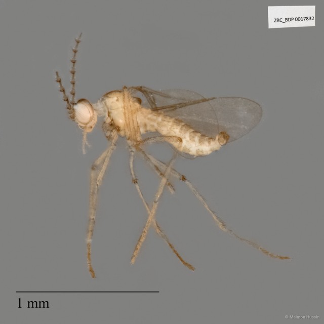 Sciaridae sp. "ZRCBDP0017832" • © Maimon Hussin • All Rights Reserved