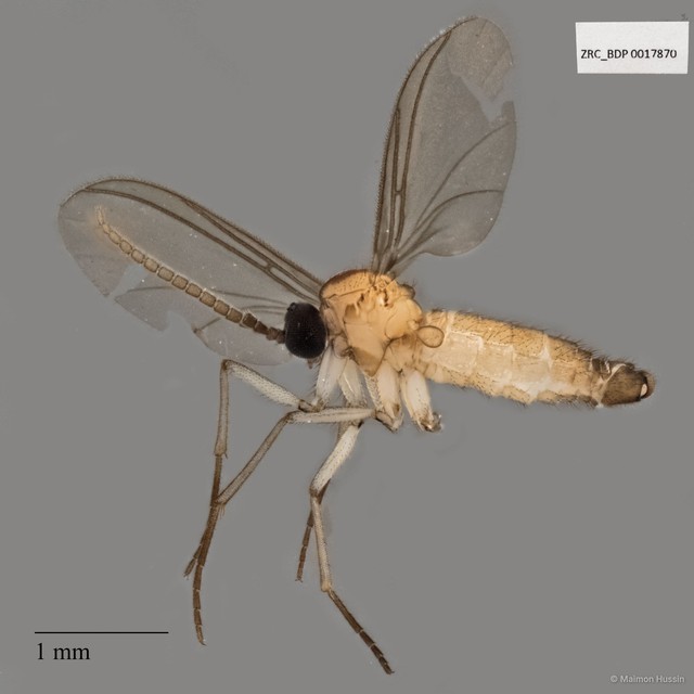 Sciaridae sp. "ZRCBDP0017870" • © Maimon Hussin • All Rights Reserved