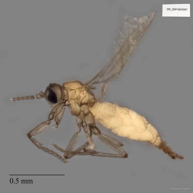 Sciaridae sp. "ZRCBDP0020067" • © Maimon Hussin • All Rights Reserved