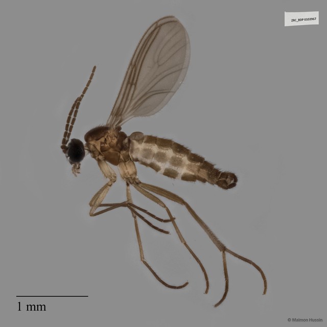Sciaridae sp. "ZRCBDP0020078" • © Maimon Hussin • All Rights Reserved