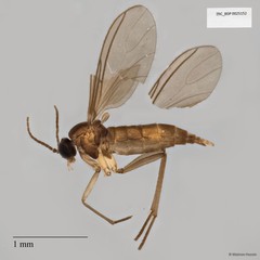 Sciaridae sp. "ZRCBDP0025152"