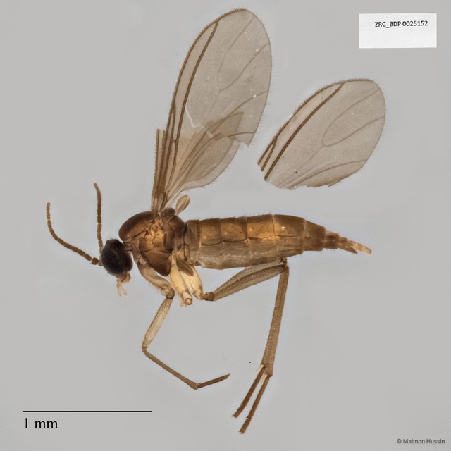 Sciaridae sp. "ZRCBDP0025152" • © Maimon Hussin • All Rights Reserved