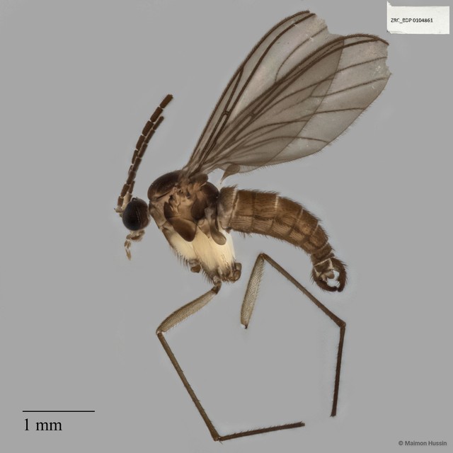Sciaridae sp. "ZRCBDP0025461" • © Maimon Hussin • All Rights Reserved