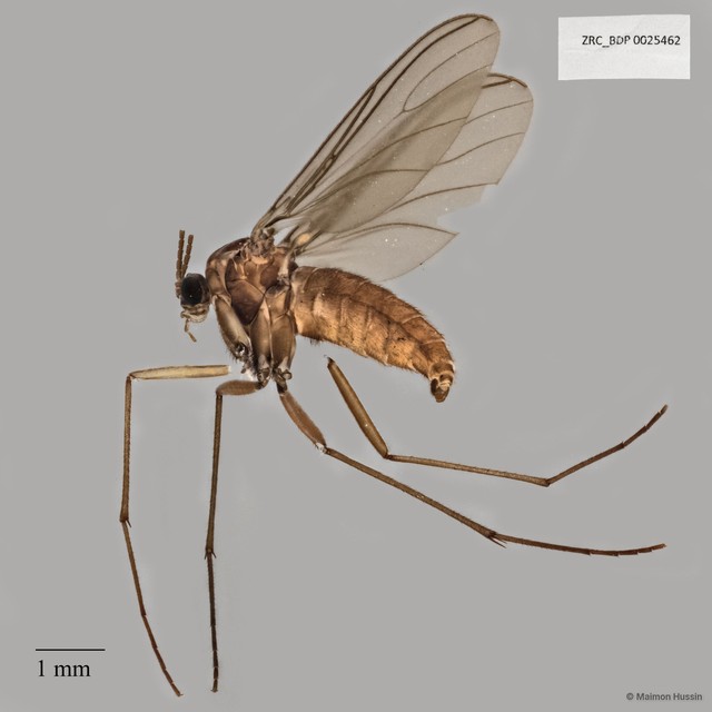 Sciaridae sp. "ZRCBDP0025462" • © Maimon Hussin • All Rights Reserved