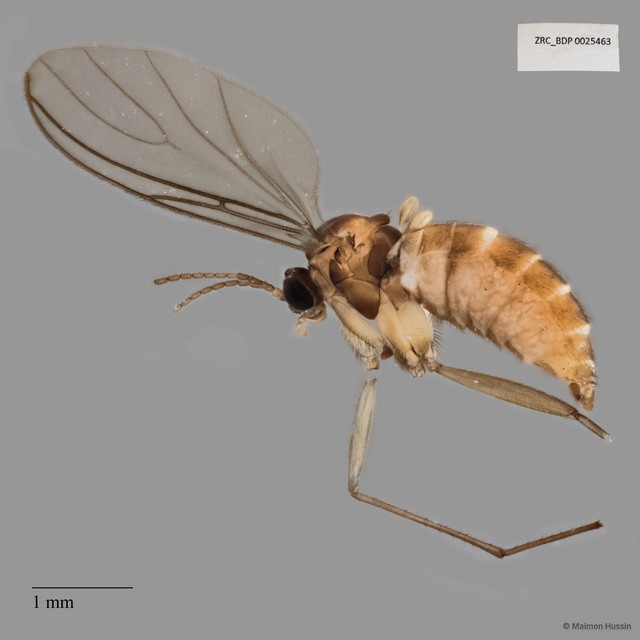 Sciaridae sp. "ZRCBDP0025463" • © Maimon Hussin • All Rights Reserved