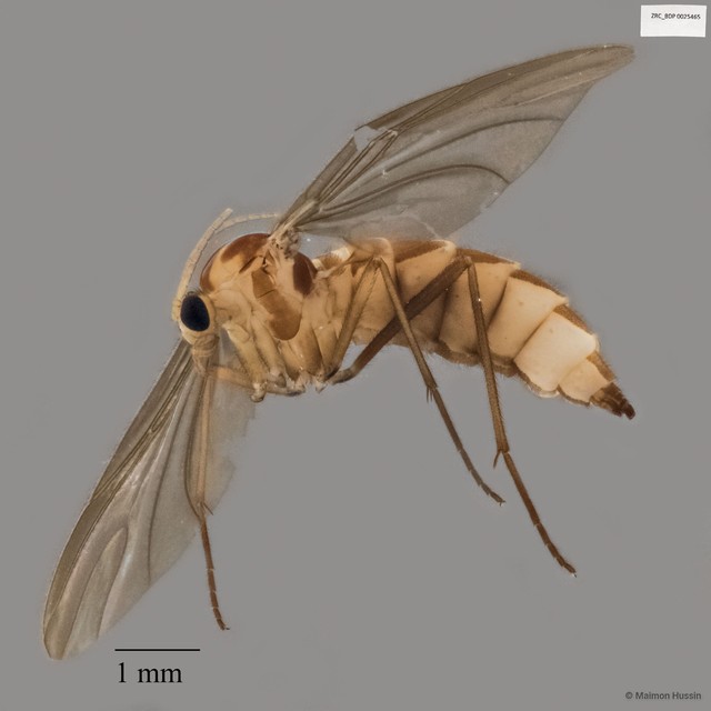 Sciaridae sp. "ZRCBDP0025465" • © Maimon Hussin • All Rights Reserved