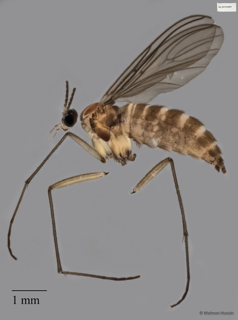 Sciaridae sp. "ZRCBDP0025467" • © Maimon Hussin • All Rights Reserved