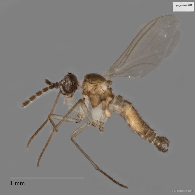 Sciaridae sp. "ZRCBDP0025511" • © Maimon Hussin • All Rights Reserved