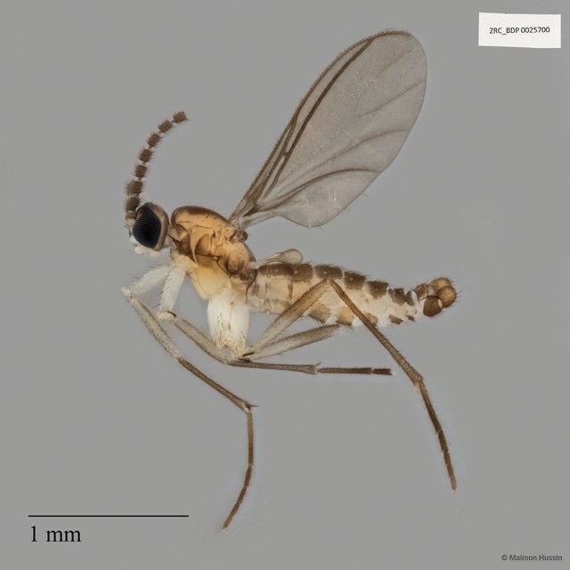 Sciaridae sp. "ZRCBDP0025700" • © Maimon Hussin • All Rights Reserved