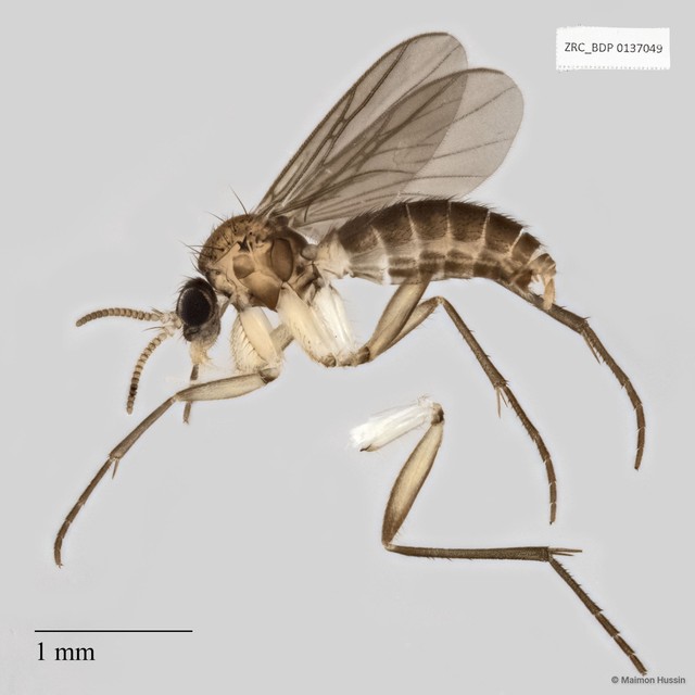 Sciaridae sp. "ZRCBDP0047876" • © Maimon Hussin • All Rights Reserved