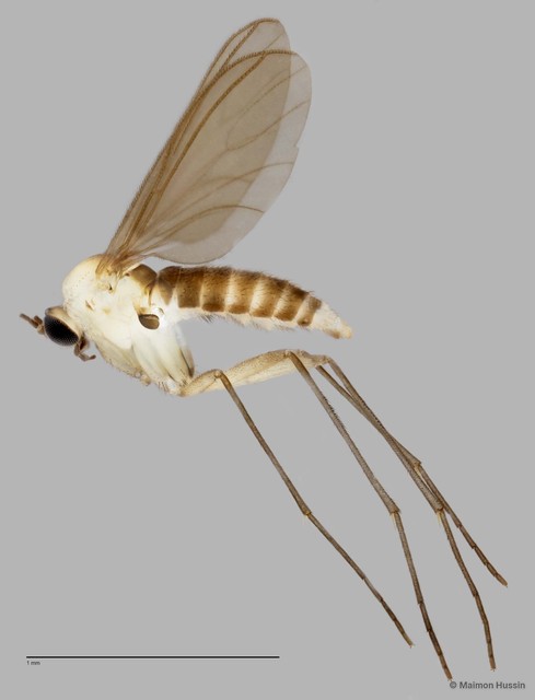 Sciaridae sp. "ZRCBDP0047895" • © Maimon Hussin • All Rights Reserved