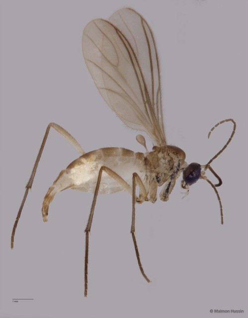 Sciaridae sp. "ZRCBDP0048142" • © Maimon Hussin • All Rights Reserved