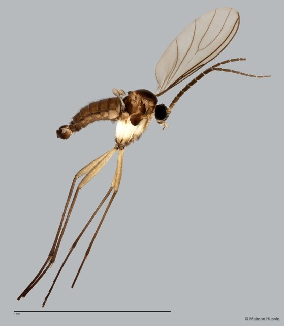 Sciaridae sp. "ZRCBDP0048586" • © Maimon Hussin • All Rights Reserved