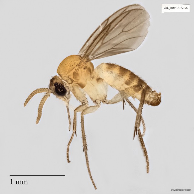 Sciaridae sp. "ZRCBDP0048725" • © Maimon Hussin • All Rights Reserved