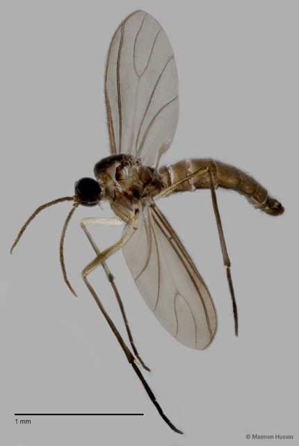 Sciaridae sp. "ZRCBDP0048730" • © Maimon Hussin • All Rights Reserved