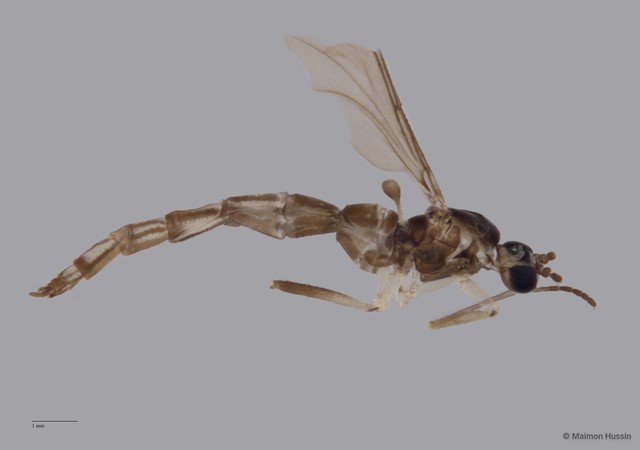 Sciaridae sp. "ZRCBDP0048845" • © Maimon Hussin • All Rights Reserved