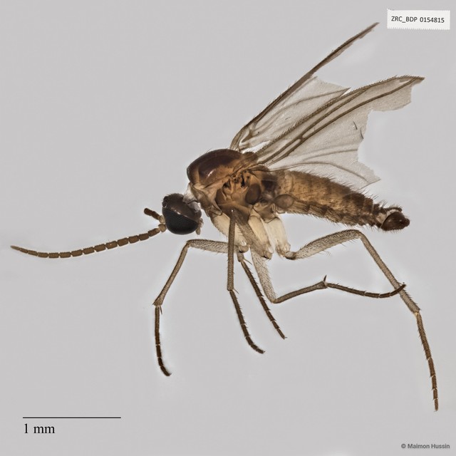 Sciaridae sp. "ZRCBDP0048986" • © Maimon Hussin • All Rights Reserved