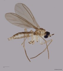Sciaridae sp. "ZRCBDP0049007" • © Maimon Hussin • All Rights Reserved