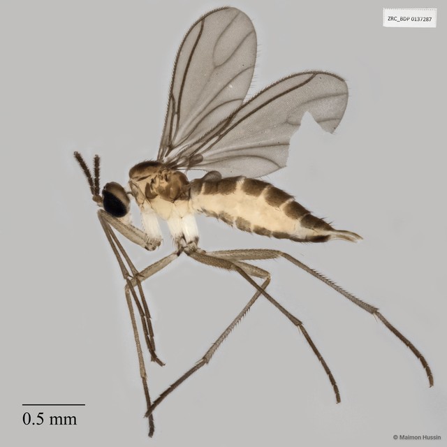 Sciaridae sp. "ZRCBDP0049007"