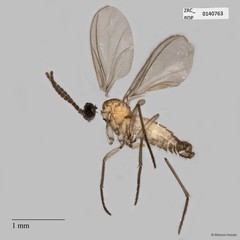 Sciaridae sp. "ZRCBDP0049019"