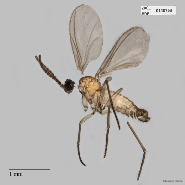 Sciaridae sp. "ZRCBDP0049019" • © Maimon Hussin • All Rights Reserved