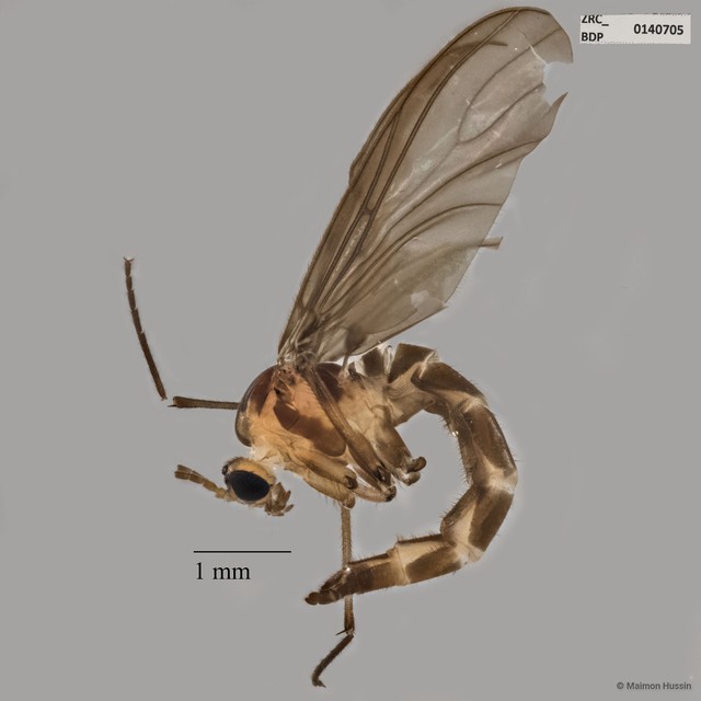 Sciaridae sp. "ZRCBDP0049023"