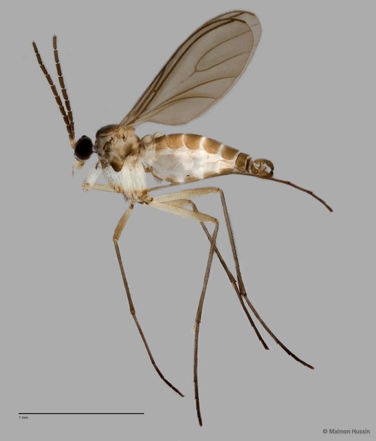 Sciaridae sp. "ZRCBDP0049028" • © Maimon Hussin • All Rights Reserved