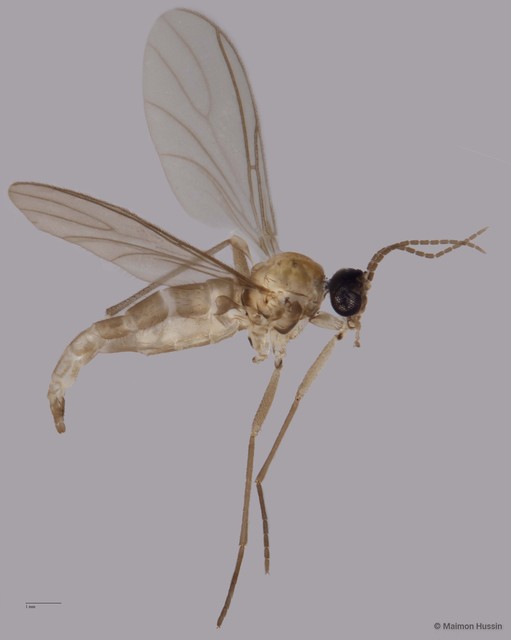 Sciaridae sp. "ZRCBDP0049052" • © Maimon Hussin • All Rights Reserved