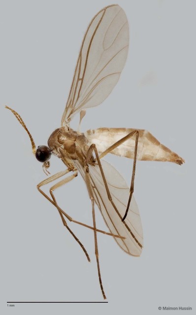 Sciaridae sp. "ZRCBDP0049108" • © Maimon Hussin • All Rights Reserved