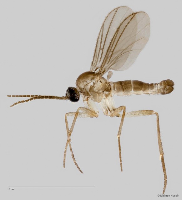 Sciaridae sp. "ZRCBDP0049124" • © Maimon Hussin • All Rights Reserved