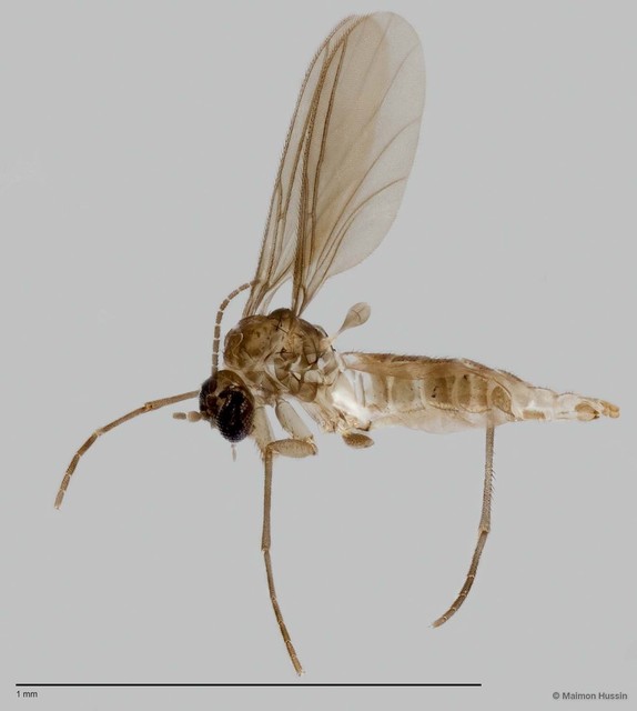 Sciaridae sp. "ZRCBDP0049133" • © Maimon Hussin • All Rights Reserved