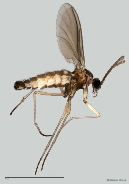 Sciaridae sp. "ZRCBDP0049146" • © Maimon Hussin • All Rights Reserved
