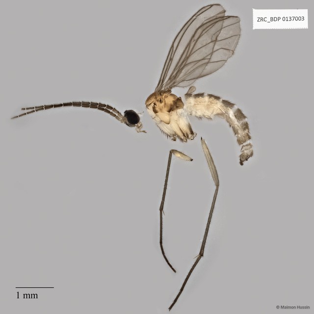 Sciaridae sp. "ZRCBDP0049149" • © Maimon Hussin • All Rights Reserved