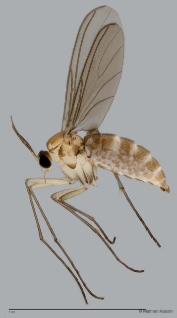 Sciaridae sp. "ZRCBDP0049151" • © Maimon Hussin • All Rights Reserved