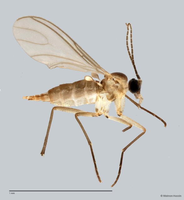 Sciaridae sp. "ZRCBDP0049156" • © Maimon Hussin • All Rights Reserved
