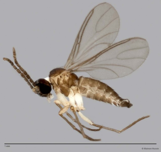 Sciaridae sp. "ZRCBDP0049165" • © Maimon Hussin • All Rights Reserved