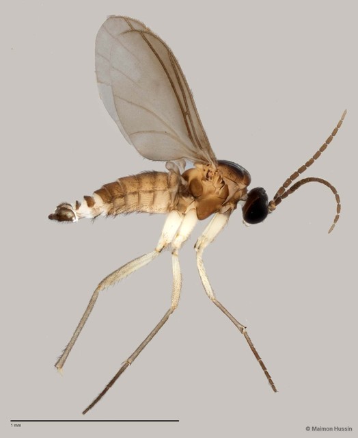 Sciaridae sp. "ZRCBDP0049217" • © Maimon Hussin • All Rights Reserved