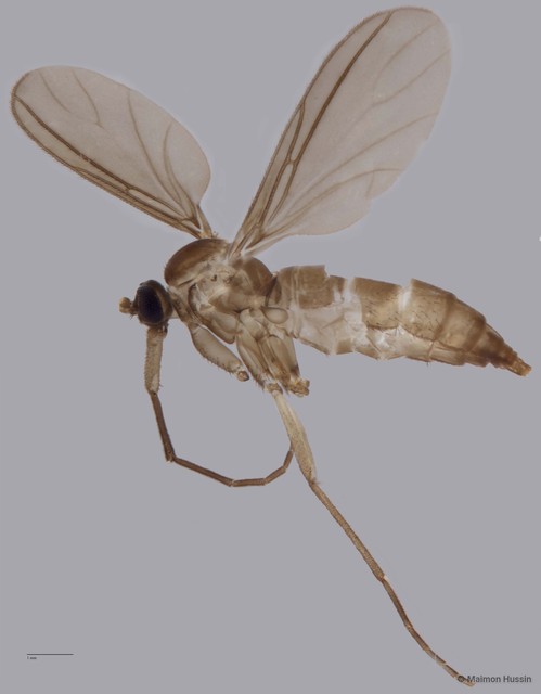 Sciaridae sp. "ZRCBDP0049225" • © Maimon Hussin • All Rights Reserved