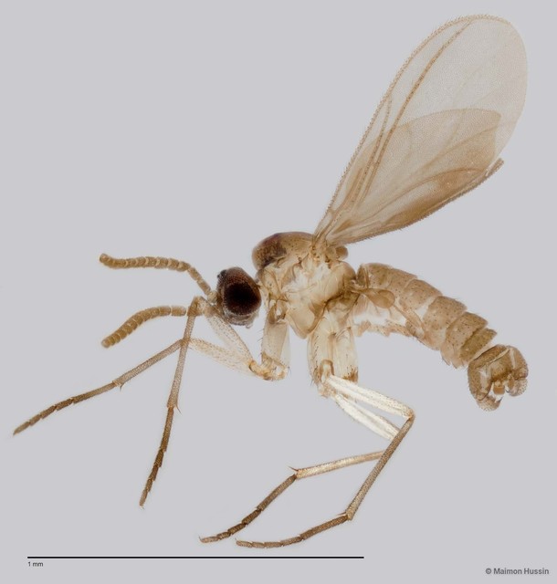 Sciaridae sp. "ZRCBDP0049230" • © Maimon Hussin • All Rights Reserved
