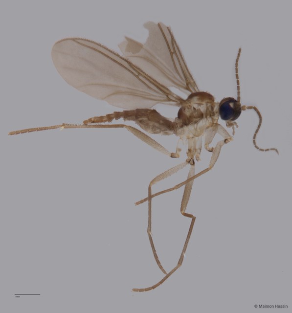 Sciaridae sp. "ZRCBDP0049270" • © Maimon Hussin • All Rights Reserved