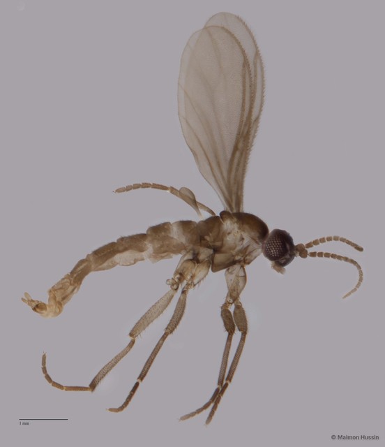 Sciaridae sp. "ZRCBDP0049282" • © Maimon Hussin • All Rights Reserved