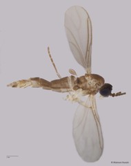 Sciaridae sp. "ZRCBDP0049288"