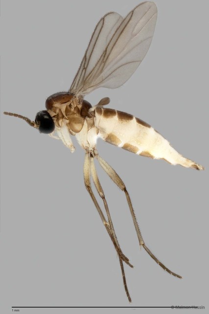 Sciaridae sp. "ZRCBDP0049308" • © Maimon Hussin • All Rights Reserved