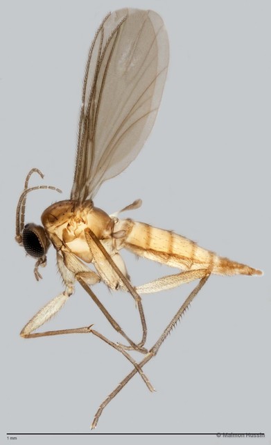 Sciaridae sp. "ZRCBDP0049310" • © Maimon Hussin • All Rights Reserved