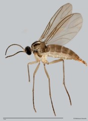 Sciaridae sp. "ZRCBDP0049323"
