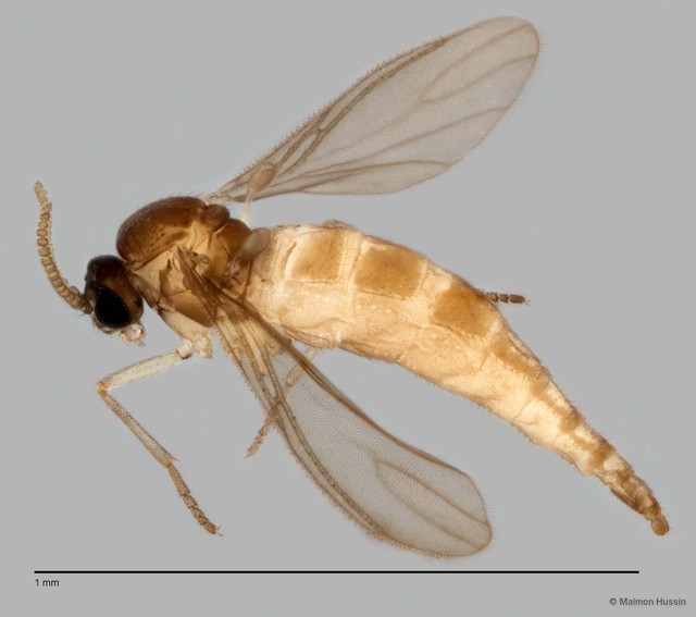 Sciaridae sp. "ZRCBDP0049348" • © Maimon Hussin • All Rights Reserved